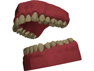 Teeth, Roots, Gums 3D Model preview