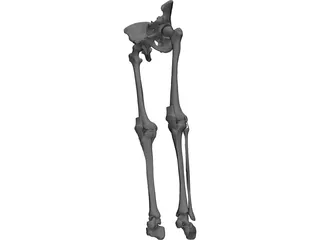 Knee 3D Model preview