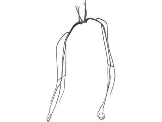 Veins and Arteries Upper 3D Model preview
