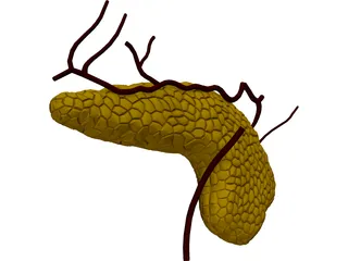 Pancreas 3D Model preview