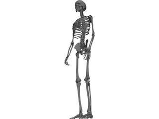 Skeleton Male 3D Model preview