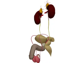 Prostate 3D Model preview