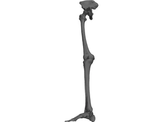 Skeletal Leg 3D Model preview