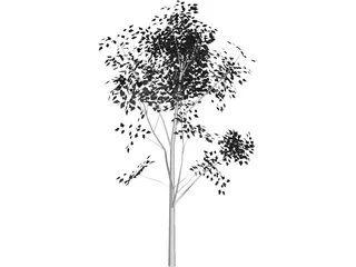 White Ash 3D Model preview