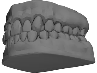 Teeth and Gums 3D Model preview