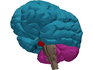 Brain Male 3D Model preview