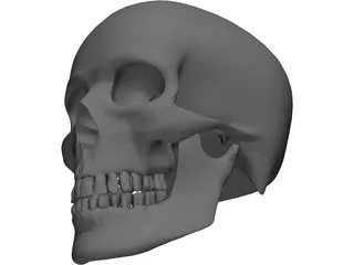 Skull 3D Model preview