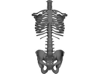Torso 3D Model preview