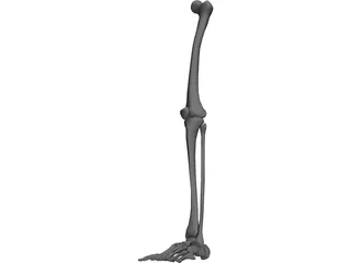 Leg Bone 3D Model preview