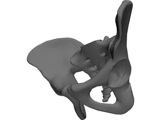 Pelvis 3D Model preview
