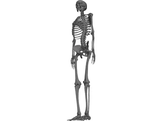 Skeleton 3D Model preview