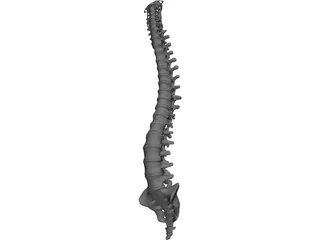 Vertebral Column 3D Model preview