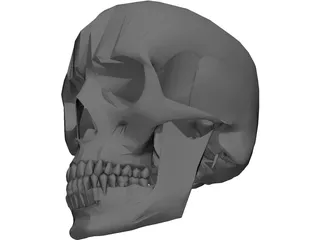 Skull 3D Model preview