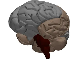 Brain Male 3D Model preview