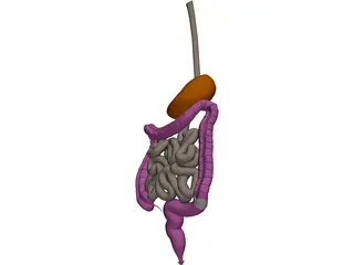 Digestive Tract Internal Organ 3D Model preview