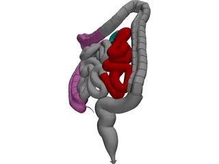 Intestines 3D Model preview