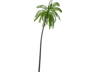 Palm Tree Cocoa 3D Model preview