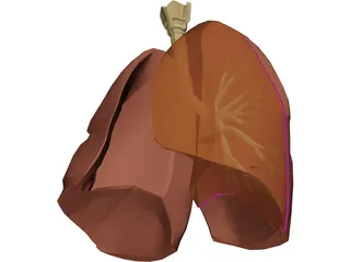 Respiratory Upper 3D Model preview