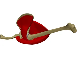 Shoulder 3D Model preview