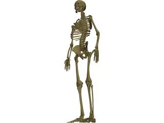 Skeleton Male 3D Model preview