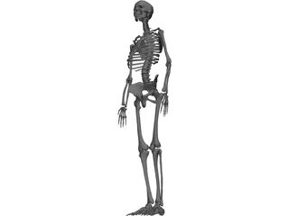 Skeleton Female 3D Model preview