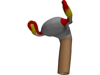 Uterus 3D Model preview