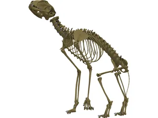 Cat Skeleton 3D Model preview