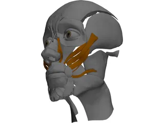 Face Muscles 3D Model preview
