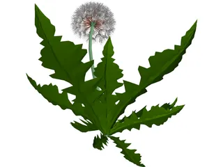 Dandelion 3D Model preview