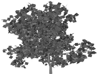 Acer Palmatum 3D Model preview