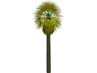 Washingtonia Palm 3D Model preview