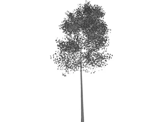 Aspen Populus 3D Model preview