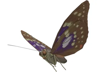 Butterfly Oomura 3D Model preview