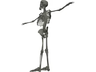 Skeleton 3D Model preview