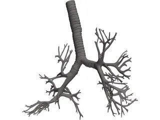 Bronquial Tree with Trachea 3D Model preview