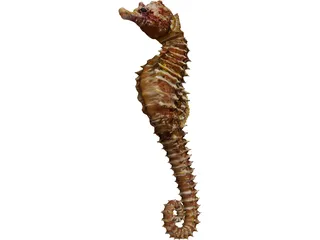 Seahorse 3D Model preview