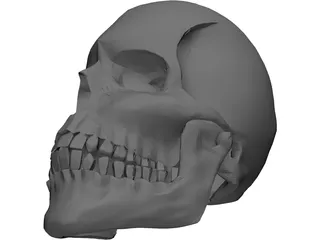 Skull 3D Model preview