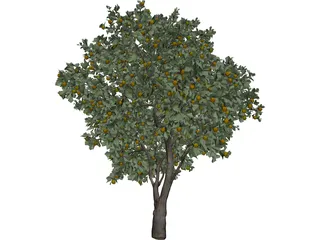 Orange Tree 3D Model preview