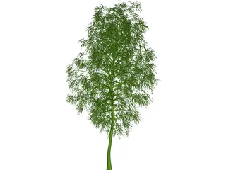 Birch Tree 3D Model preview