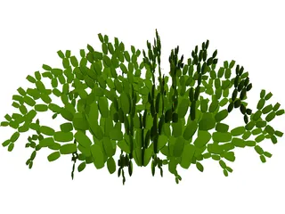 Opuntia 3D Model preview