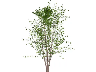 Tree 3D Model preview