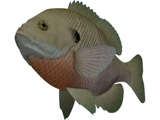Bluegill 3D Model preview