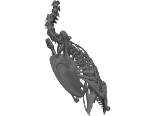 Macaw Skeleton 3D Model preview
