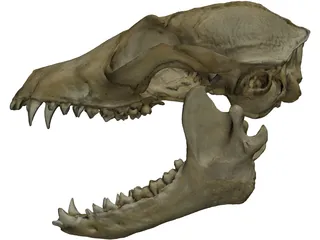 Fox Head Skull 3D Model preview