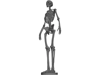 Human Skeleton 3D Model preview