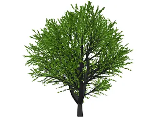 Cherry Tree 3D Model preview