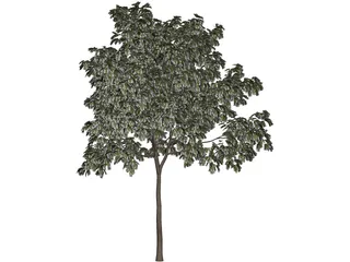 Arbol Tree 3D Model preview