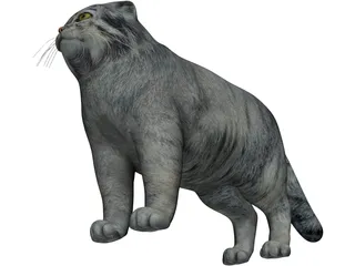 Pallas Cat 3D Model preview