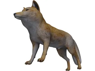 Tibetan Hill Fox 3D Model preview