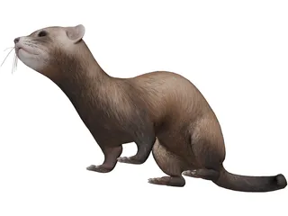 Ferret 3D Model preview